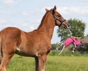 Jouets pour chevaux QHP