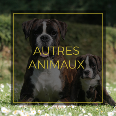 Autres animaux